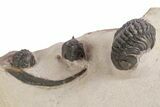 Pseudocryphaeus (Cryphina) Trilobite With Two Reedops #359162-1